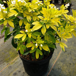 Choisya ternata ‘Sundance’ en pot de 3 litres