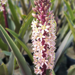 Eucomis comosa ‘Sparkling Burgundy’