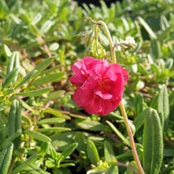 Helianthemum 'Cerise Queen'