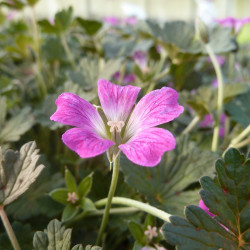Geranium ‘Orkney Cherry’