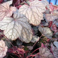 Heuchera ‘Cascade Dawn’