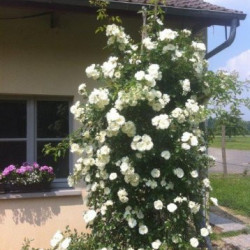 Rosa  grimpant  Décorosier® - ‘Opalia‘ ® - ‘Noa140702’ - Rosier grimpant