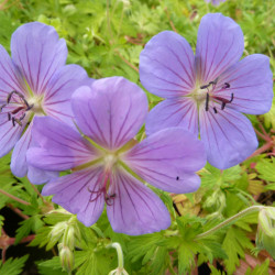 Geranium 'Blue Sunrise'