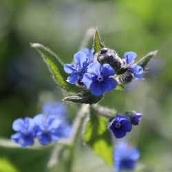 Omphalodes cappadocica 'Cherry Ingram' - Petite bourrache