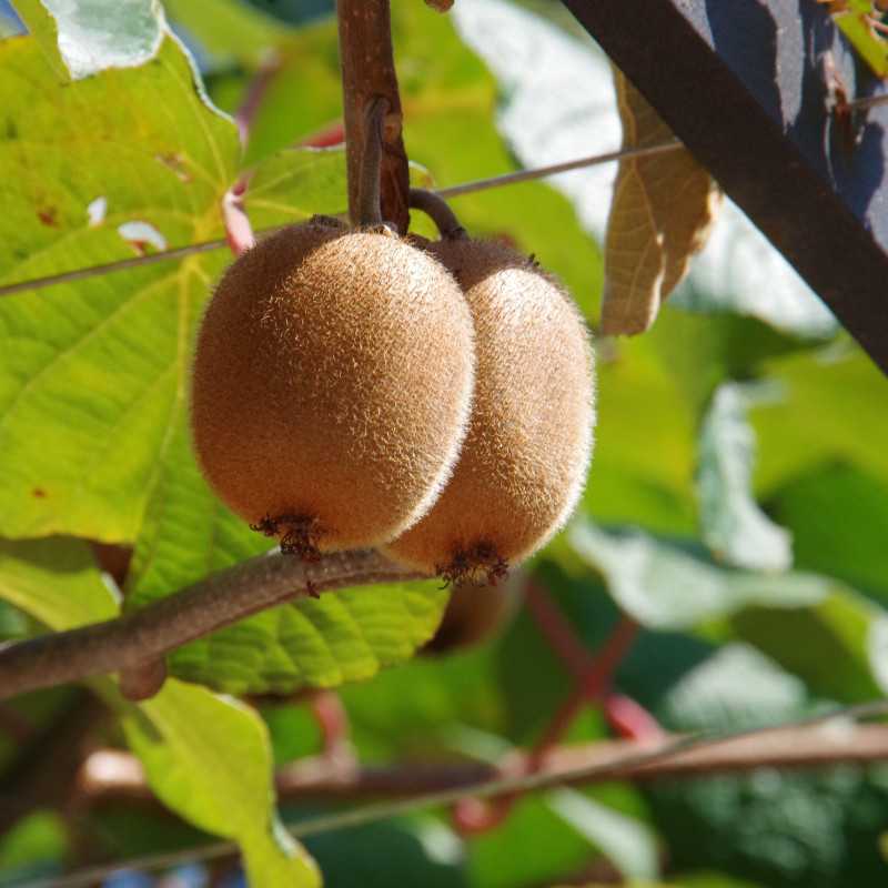 Actinidia chinensis Hayward
