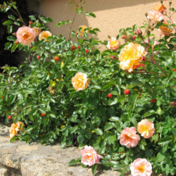 Rosier Calizia