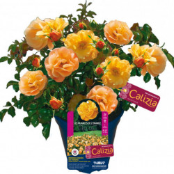 Rosier Calizia