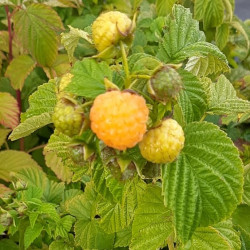 Rubus idaeus 'Fall Gold' (remontant)