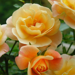 Rosier Calizia