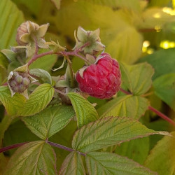 Rubus idaeus 'Heritage'