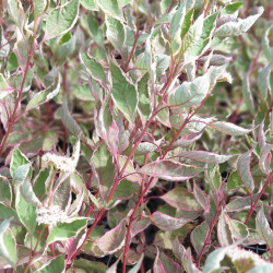 Cornus alba Miracle