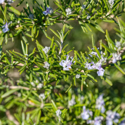 Rosmarinus officinalis ‘Pointe du Raz’