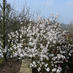 Magnolia stellata ‘Royal Star