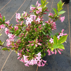 Weigela 'Pink Poppet'