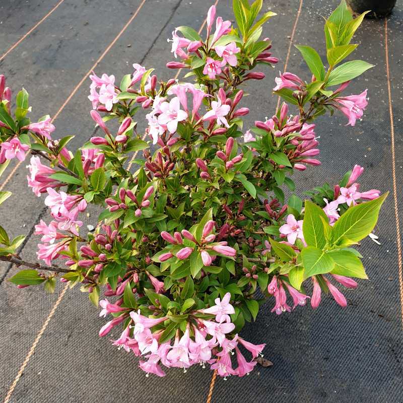 Weigela 'Pink Poppet'