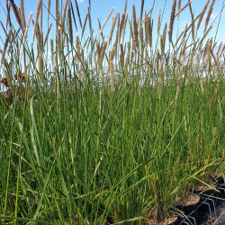 Pennisetum Queue d'or
