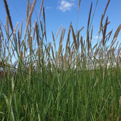Pennisetum Queue d'or