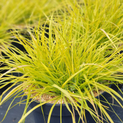 Pennisetum alopecuroides ‘Hameln Gold’ ®