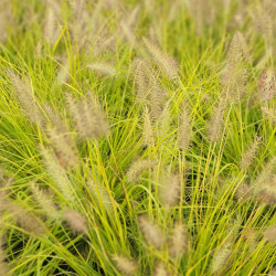 Pennisetum alopecuroides ‘Hameln Gold’ ®