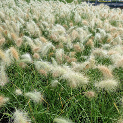 Pennisetum villosum