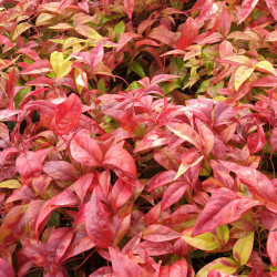 Nandina domestica ‘Fire Power’