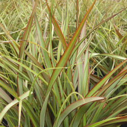 Phormium ‘Tom Thumb’