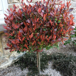 Photinia × fraseri 'Chico' ® - 'BR2011'