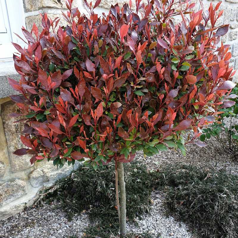 Photinia × fraseri 'Chico' ® - 'BR2011'