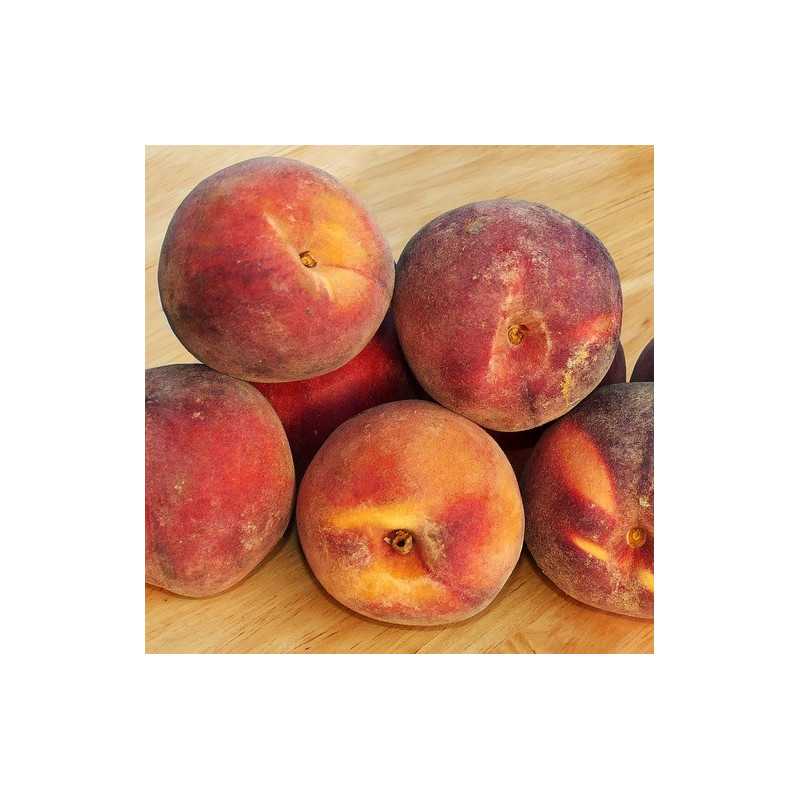 Pêcher Sanguine