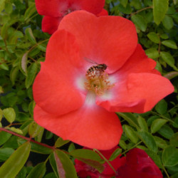 Rosa  Décorosier Isalia