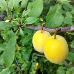 Prunus domestica 'Golden Japan