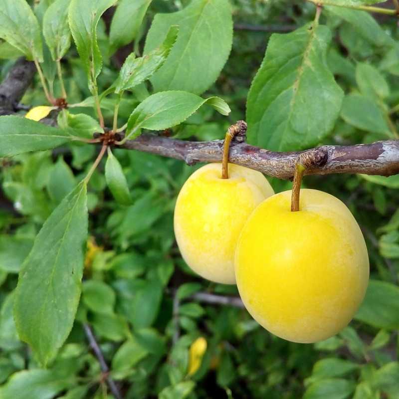 Prunus domestica 'Golden Japan