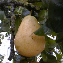 Pyrus communis ‘Dr Jules Guyot’