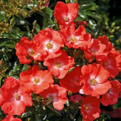 Rosa  Décorosier Isalia