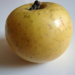 Malus domestica 'Reinette du Mans' - Pommier