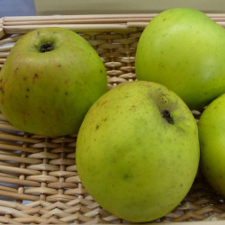 Pommier Rambour d'Hiver