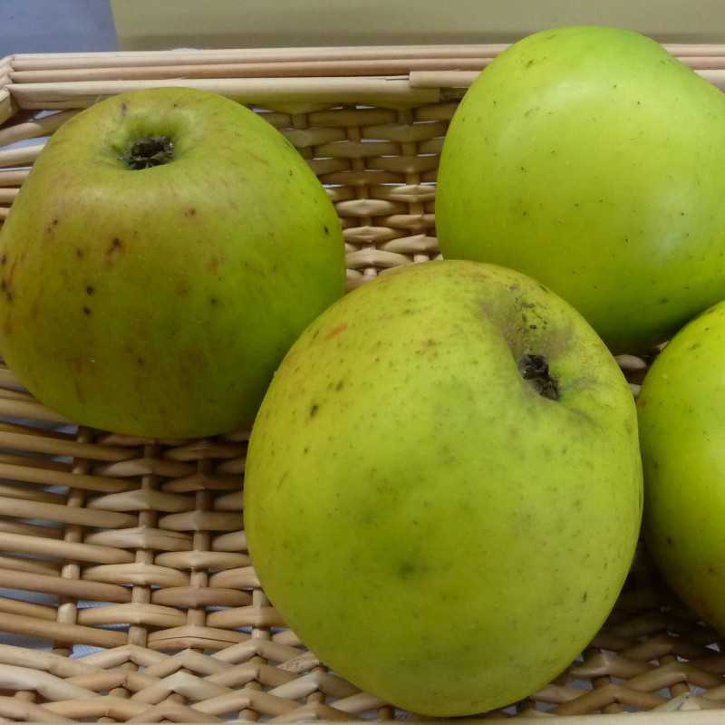 Pommier Rambour d'Hiver