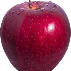Malus domestica ‘Starking Delicious’