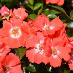 Rosa  Décorosier Isalia