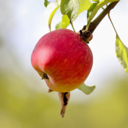Malus pumila ‘Suntan’
