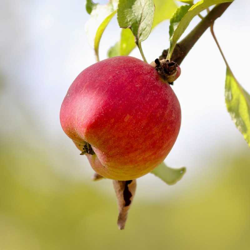 Malus pumila ‘Suntan’