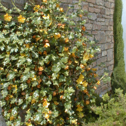 Fremontodendron ‘California Glory‘