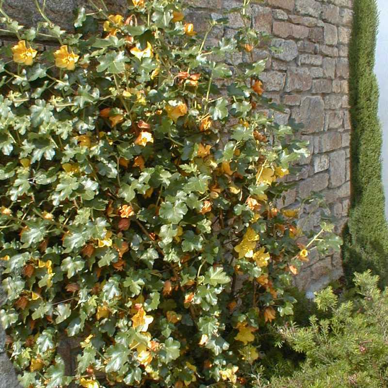 Fremontodendron ‘California Glory‘