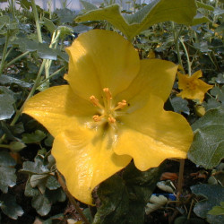 Fremontodendron ‘California Glory‘
