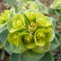 Euphorbia myrsinites
