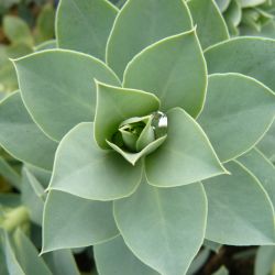 Euphorbia myrsinites