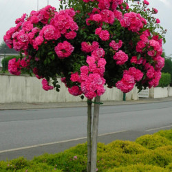 Rosa  Décorosier® - ‘Emera‘