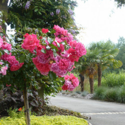 Rosa  Décorosier® - ‘Emera‘