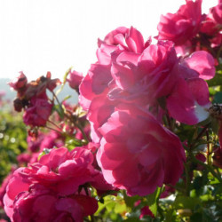 Rosa  Décorosier® - ‘Emera‘