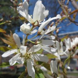 Magnolia kobus